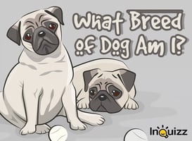 breed