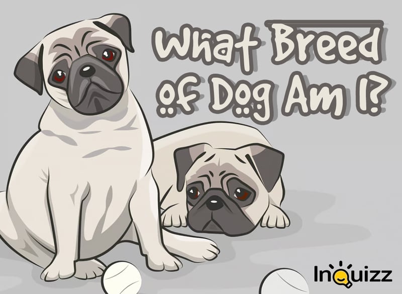 what-breed-of-dog-am-i